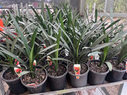 Clivia miniata – 140mm | 175mm Potify