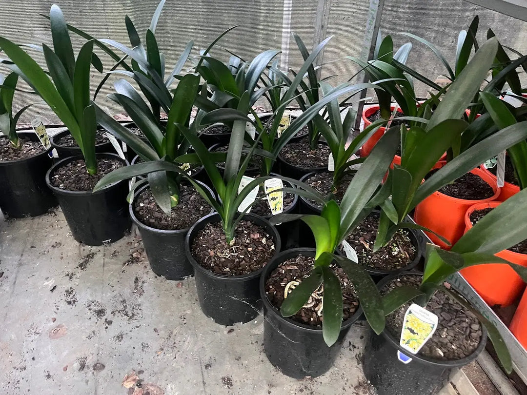 Clivia miniata Cream/Yellow - 140mm Potify
