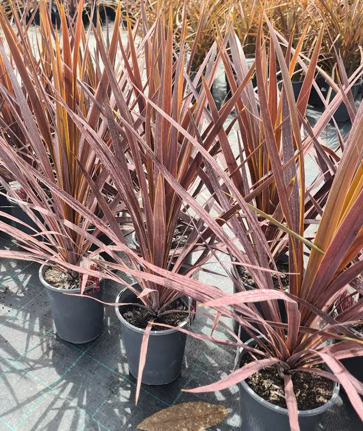 Cordyline Australis Black Knight  - 200mm Potify