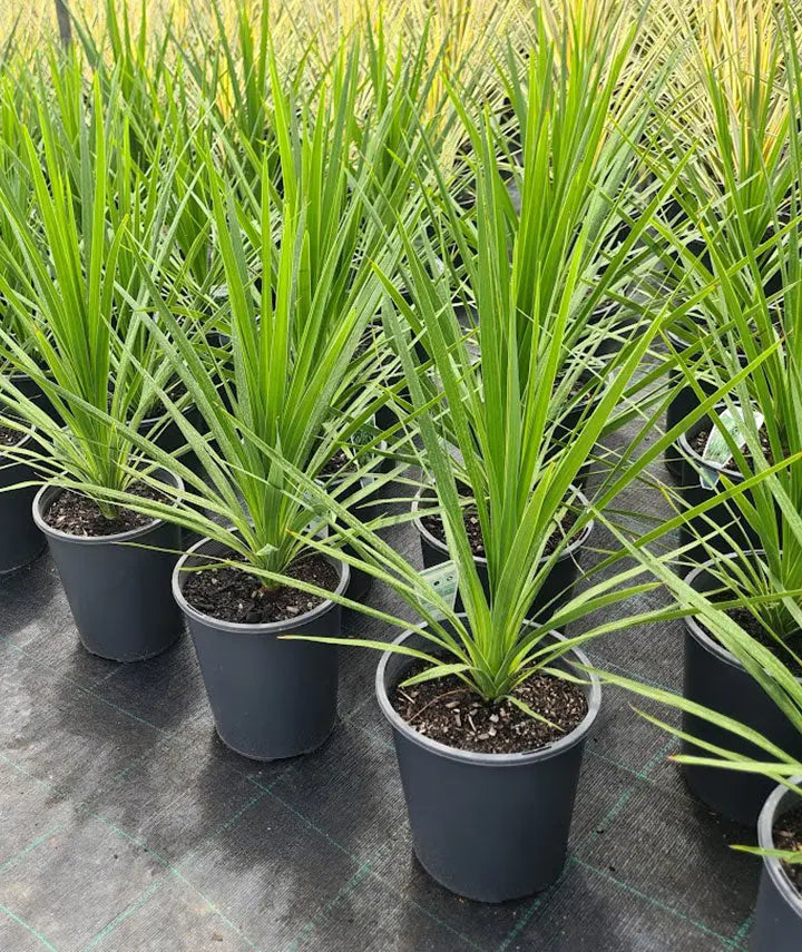 Cordyline Australis Kasper Green  - 200mm Potify