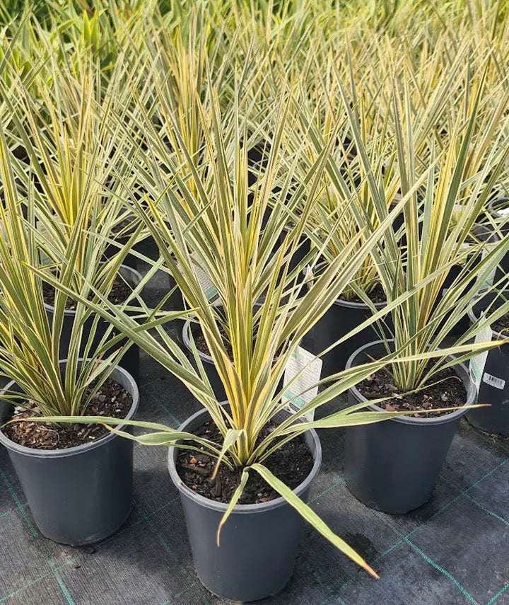 Cordyline Australis Torbay Dazzler  - 200mm Potify