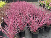 Cordyline Australis ‘Electric Pink’ – 200mm Potify