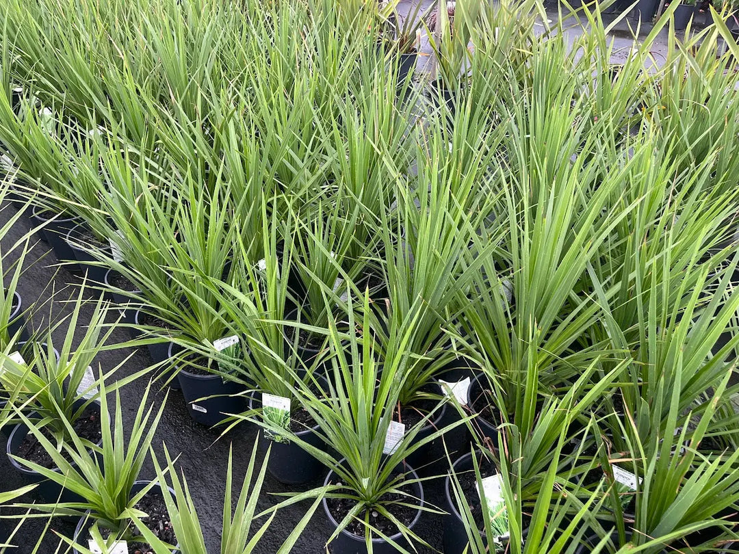 Cordyline Australis 'Kasper Green' - 200mm Potify