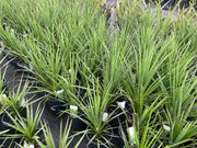 Cordyline Australis 'Kasper Green' - 200mm Potify