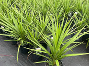 Cordyline Australis Peko - 200mm Potify