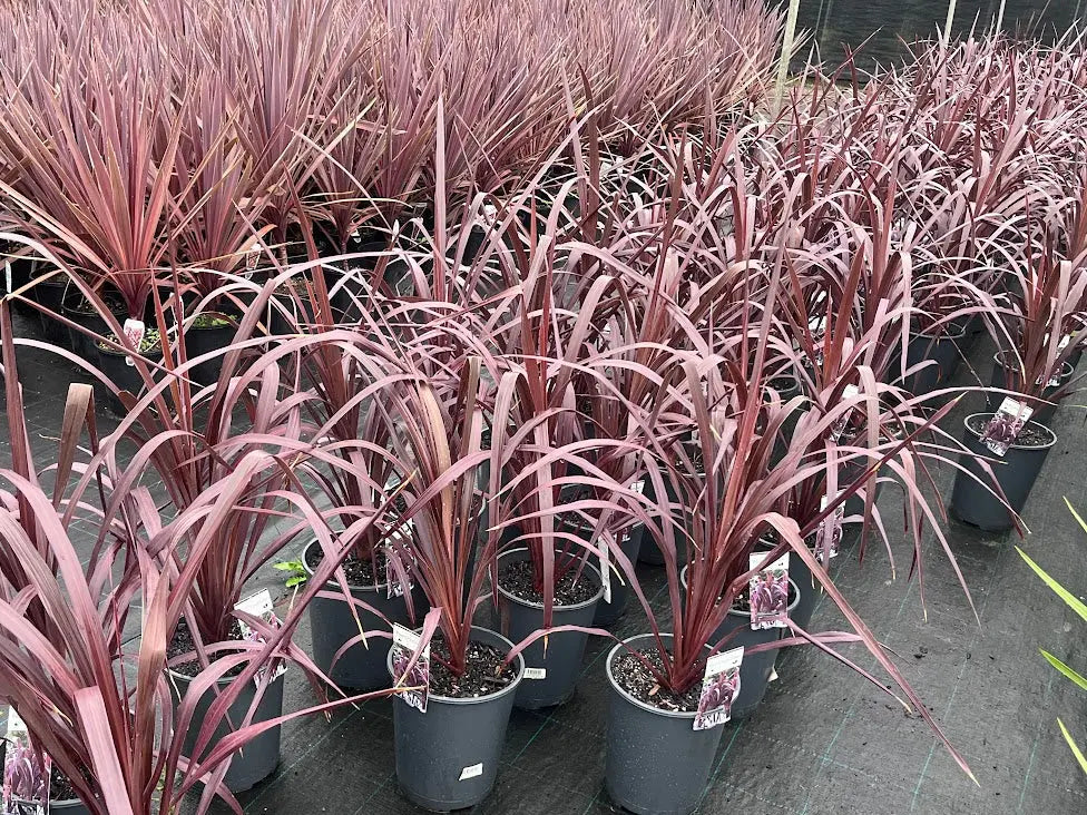Cordyline Australis Red Chocolate - 200mm Potify