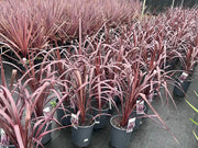 Cordyline Australis Red Chocolate - 200mm Potify