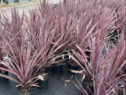 Cordyline australis Red Sensation - 200mm Potify