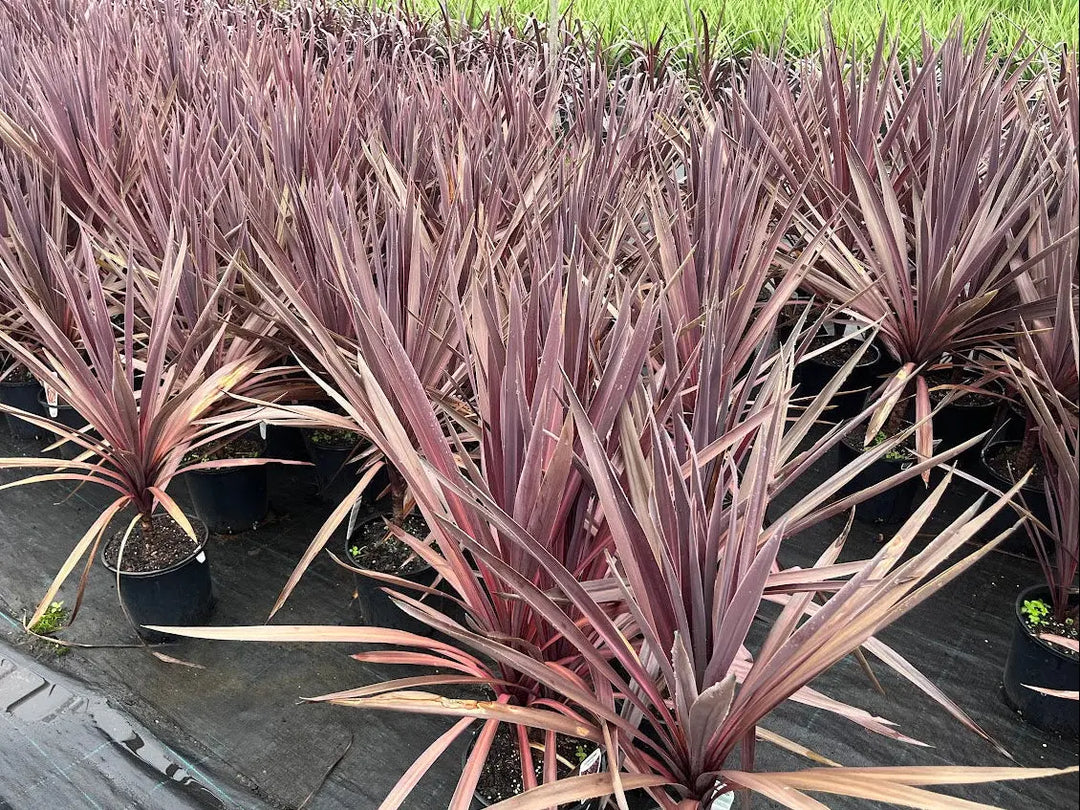 Cordyline australis Red Star - 200mm Potify