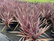 Cordyline australis Red Star - 200mm Potify