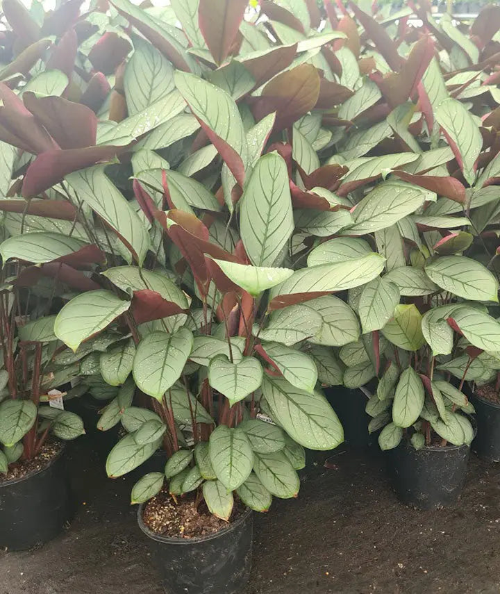 Ctenanthe Grey Star - 130mm | 200mm | 300mm Potify