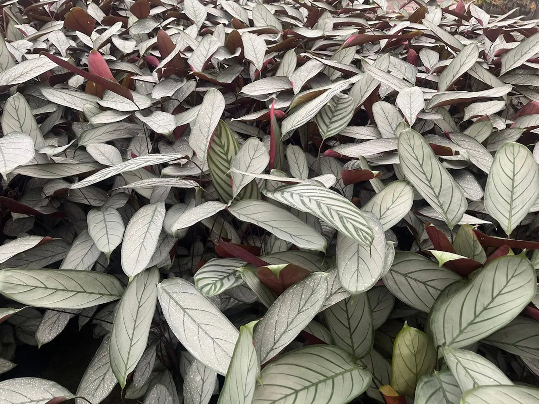 Ctenanthe Grey Star - 130mm | 200mm Potify