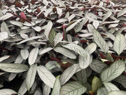 Ctenanthe Grey Star - 130mm | 200mm Potify
