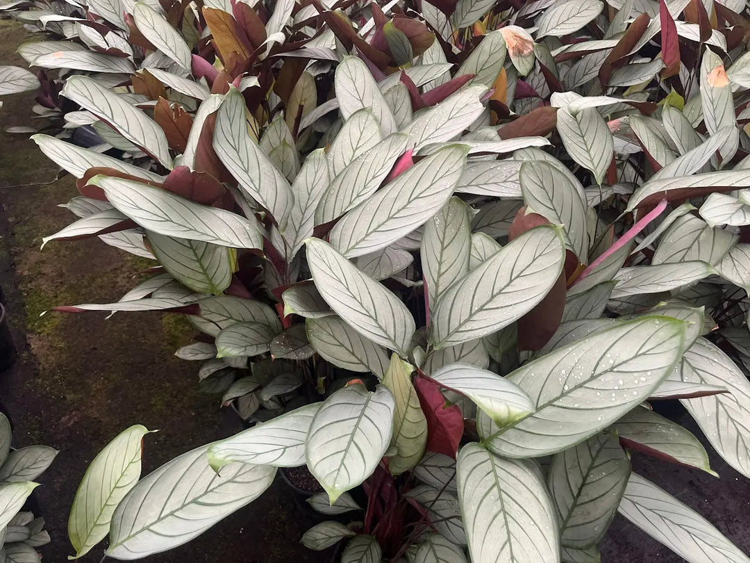 Ctenanthe Grey Star - 130mm | 200mm Potify