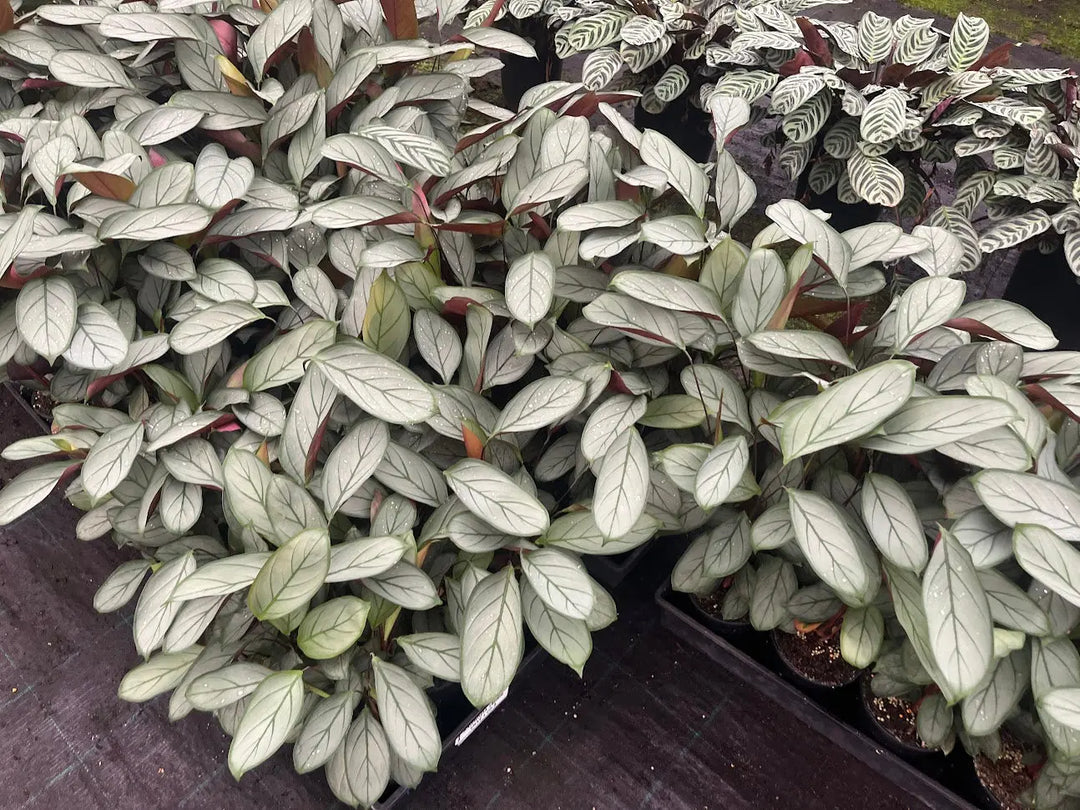 Ctenanthe Grey Star - 130mm | 200mm Potify