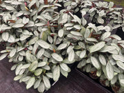 Ctenanthe Grey Star - 130mm | 200mm Potify