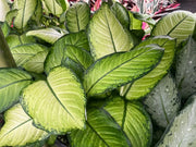 Dieffenbachia Martha - 100mm | 130mm Potify
