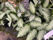 Dieffenbachia Snow – 130mm Potify