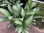 Dieffenbachia Snow – 130mm Potify