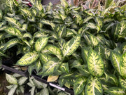 Dieffenbachia Sublime - 130mm Potify