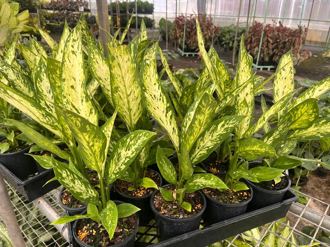 Dieffenbachia Vesuvius - 130mm Potify