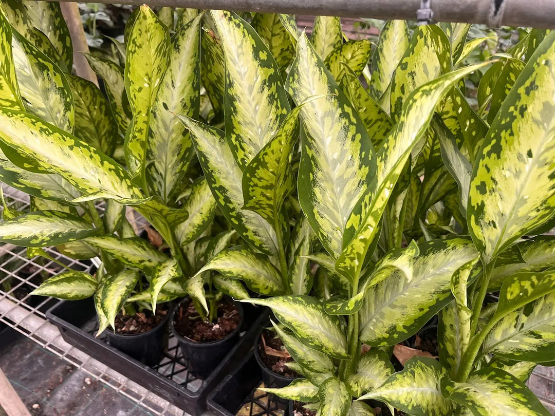 Dieffenbachia whitii - 130mm Potify