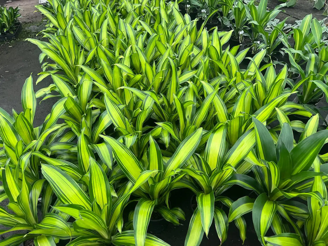 Dracaena fragrans Golden Heart - 130mm | 200mm Potify