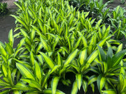 Dracaena fragrans Golden Heart - 130mm | 200mm Potify