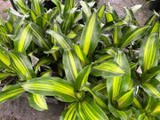 Dracaena fragrans Golden Heart - 130mm | 200mm Potify