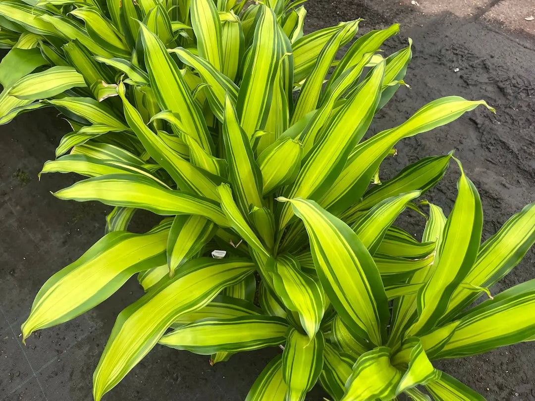 Dracaena fragrans Marley - 180mm Potify