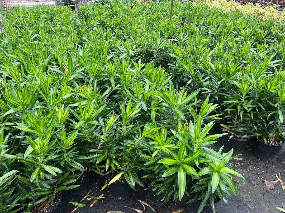 Dracaena reflexa Malay Stripe (Pleomele) 200mm | 250mm Potify