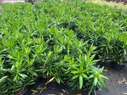 Dracaena reflexa Malay Stripe (Pleomele) 200mm | 250mm Potify
