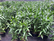 Dracaena Sanderiana - 200mm Potify