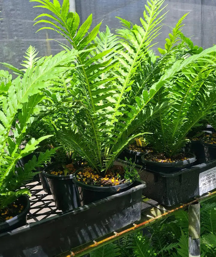 Dwarf Tree Fern - 130mm | 200mm Potify