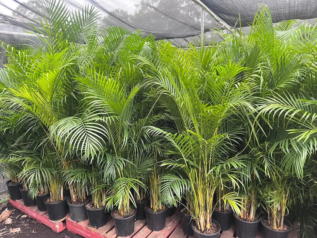 Dypsis lutescens (Golden Cane Palm) – 200mm | 250mm | 300mm Potify