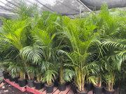 Dypsis lutescens (Golden Cane Palm) – 200mm | 250mm | 300mm Potify