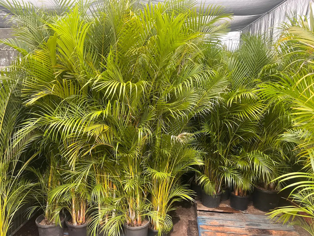 Dypsis lutescens (Golden Cane Palm) – 200mm | 250mm | 300mm Potify