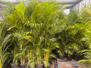 Dypsis lutescens (Golden Cane Palm) – 200mm | 250mm | 300mm Potify