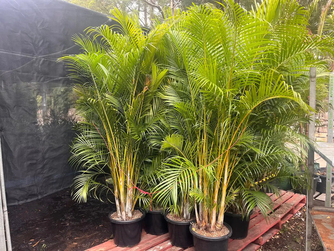 Dypsis lutescens (Golden Cane Palm) – 200mm | 250mm | 300mm Potify