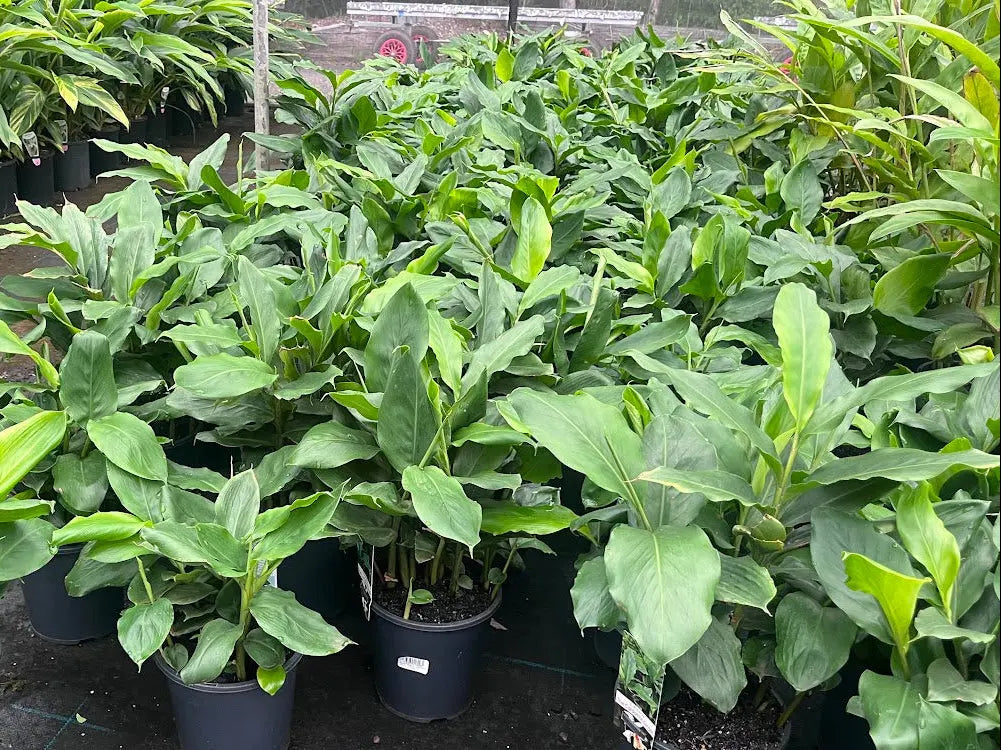 Elettaria Cardamomum (Cardamom Ginger) - 175mm Potify