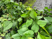 Epipremnum aureum Green (Jade Pothos) - 130mm | 180mm Potify