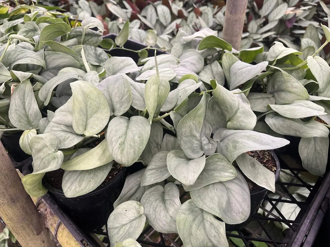 Epipremnum aureum Silver Hero - 130mm Potify