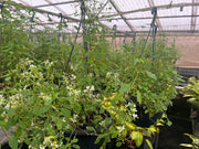 Euphorbia ‘Diamond Frost’ – 200mm Hanging Basket Potify