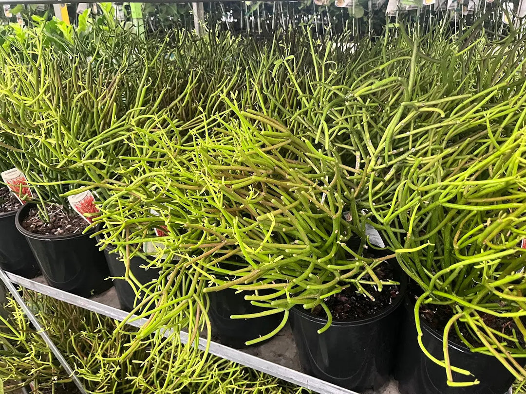 Euphorbia tirucalli Firesticks - 200mm Potify