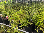 Euphorbia tirucalli Firesticks - 200mm Potify