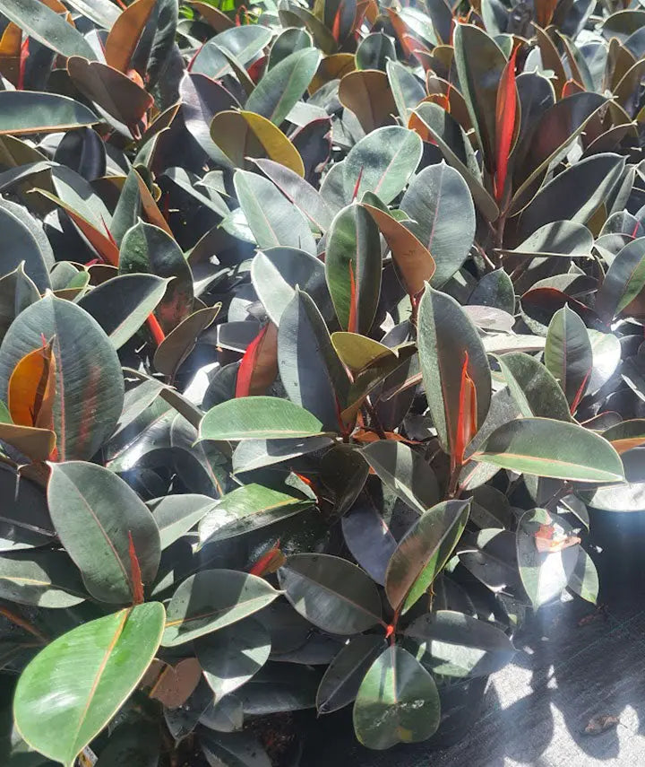 Burgundy Rubber Tree  - 130mm | 200mm | 300mm Potify