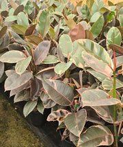 Indian Rubber Tree - 130mm | 200mm | 300mm Potify