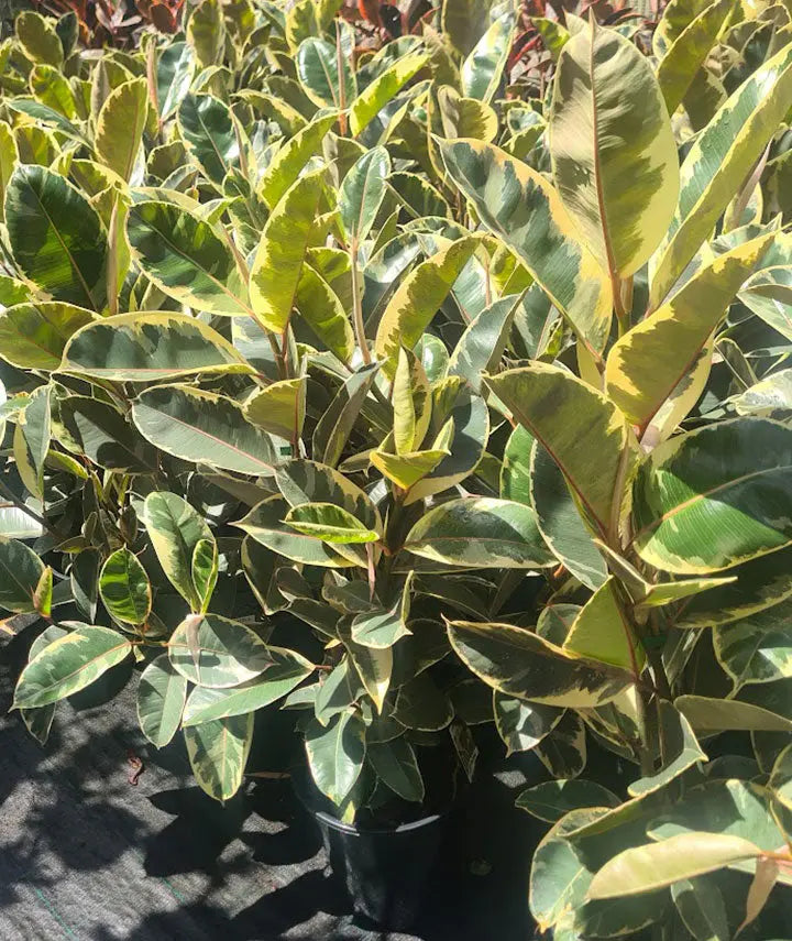 Tineke Rubber Plant  - 130mm | 200mm Potify