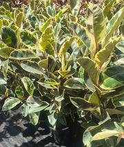 Tineke Rubber Plant  - 130mm | 200mm Potify