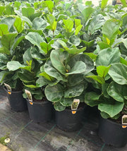 Little Fiddle Leaf Fig - 130mm Potify